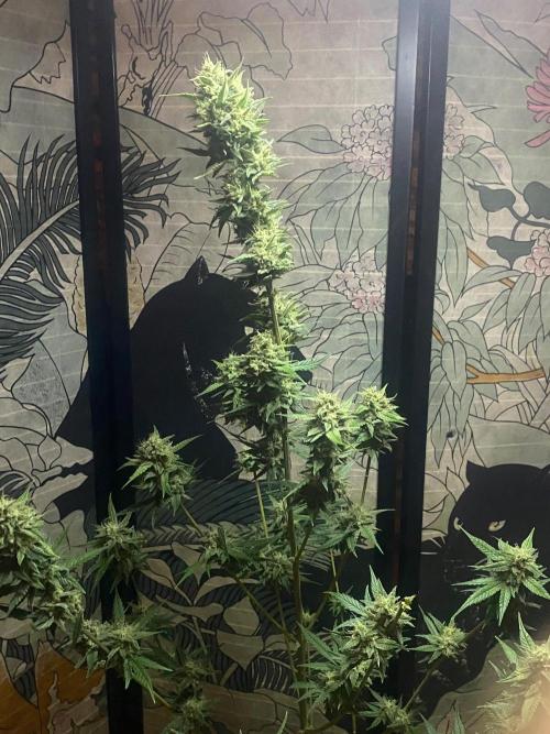 Banana Cherry Cookies. Week 11