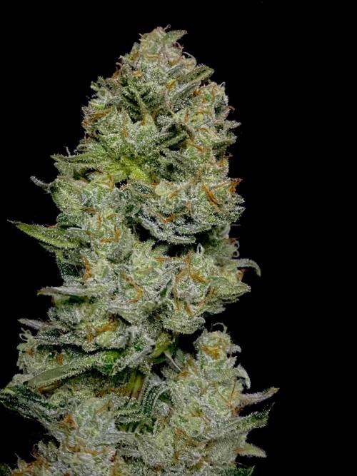 Banana Cherry Cookies. Week 11