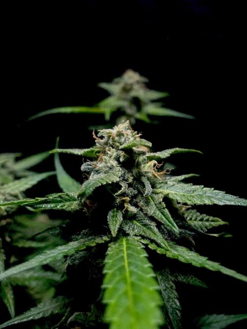 Banana Cherry Cookies. Week 11