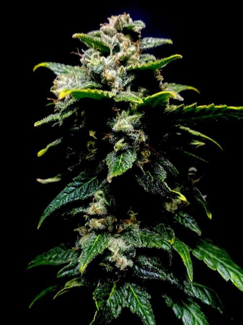 Banana Cherry Cookies. Week 11