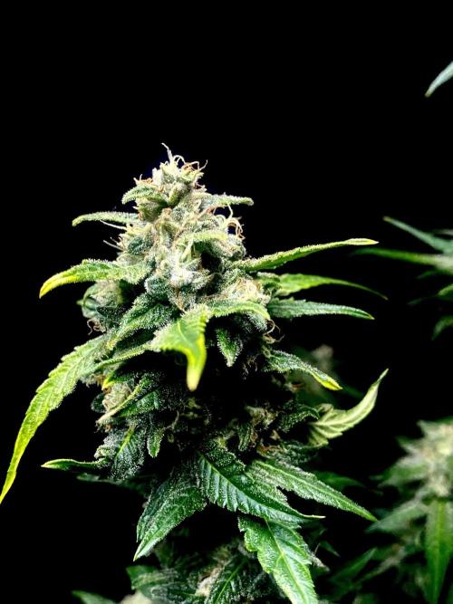 Banana Cherry Cookies. Week 11