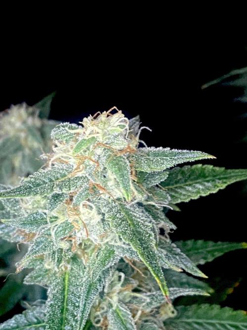 Banana Cherry Cookies. Week 11