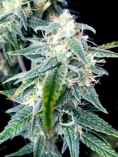 Banana Cherry Cookies. Week 11