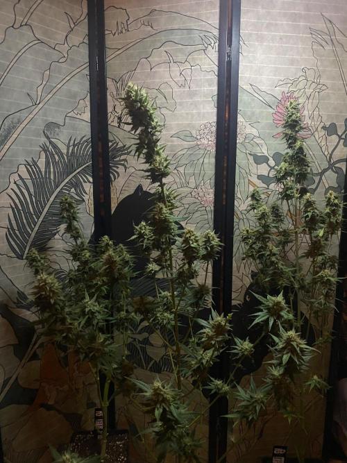 Banana Cherry Cookies. Week 11