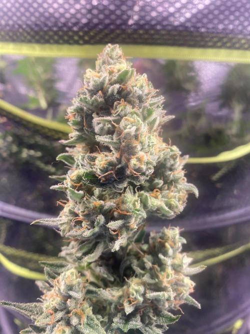 Banana Cherry Cookies. Week 11