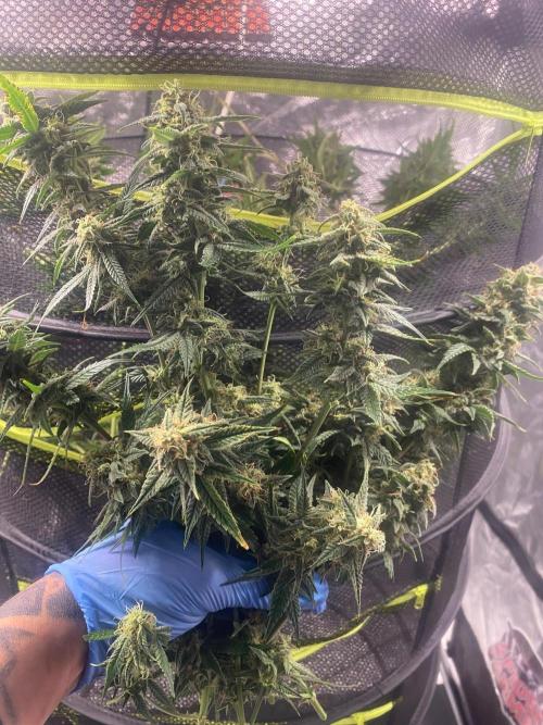 Banana Cherry Cookies. Week 11