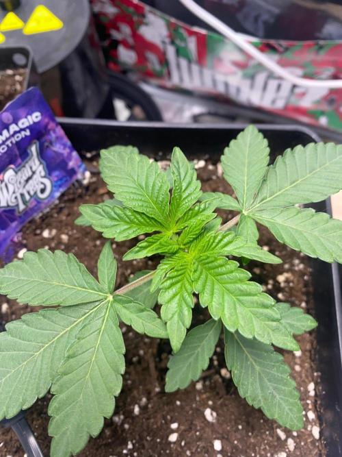 Wizard Trees Voodoo (Little Pheno Hunt). Week 2