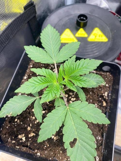Wizard Trees Voodoo (Little Pheno Hunt). Week 2