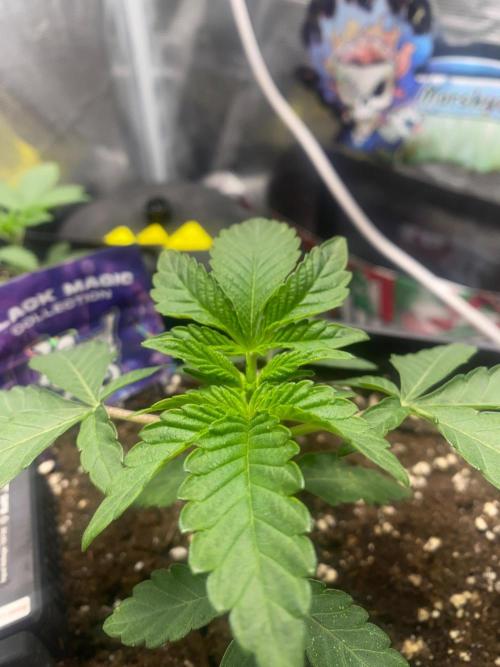 Wizard Trees Voodoo (Little Pheno Hunt). Week 2