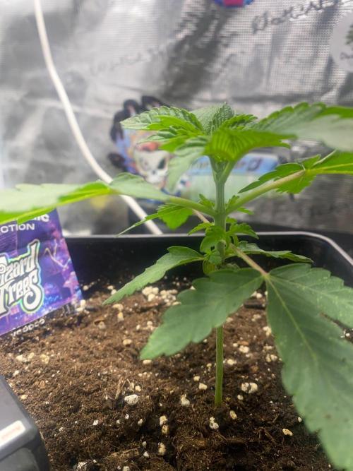 Wizard Trees Voodoo (Little Pheno Hunt). Week 2