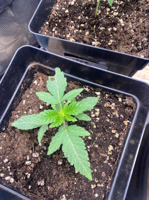 Wizard Trees Voodoo (Little Pheno Hunt). Week 2