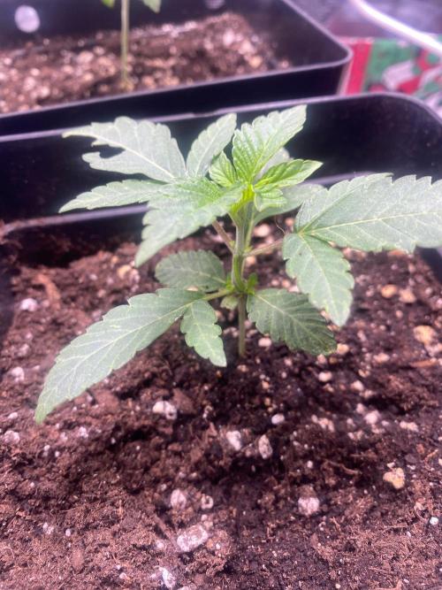 Wizard Trees Voodoo (Little Pheno Hunt). Week 2