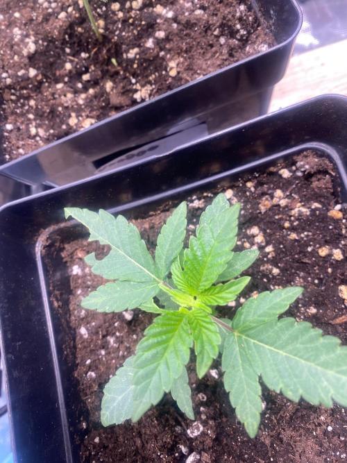 Wizard Trees Voodoo (Little Pheno Hunt). Week 2