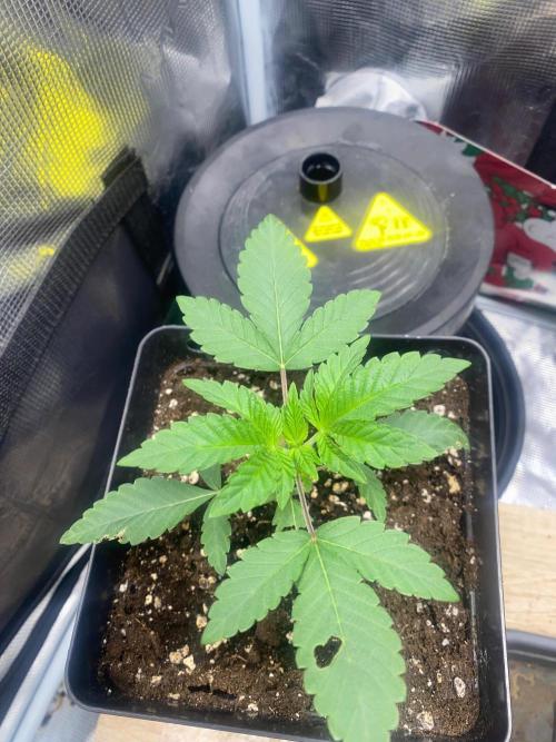 Wizard Trees Voodoo (Little Pheno Hunt). Week 2