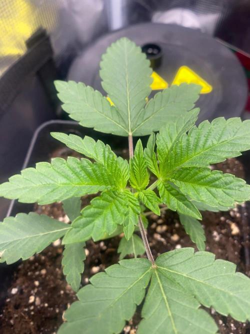 Wizard Trees Voodoo (Little Pheno Hunt). Week 2