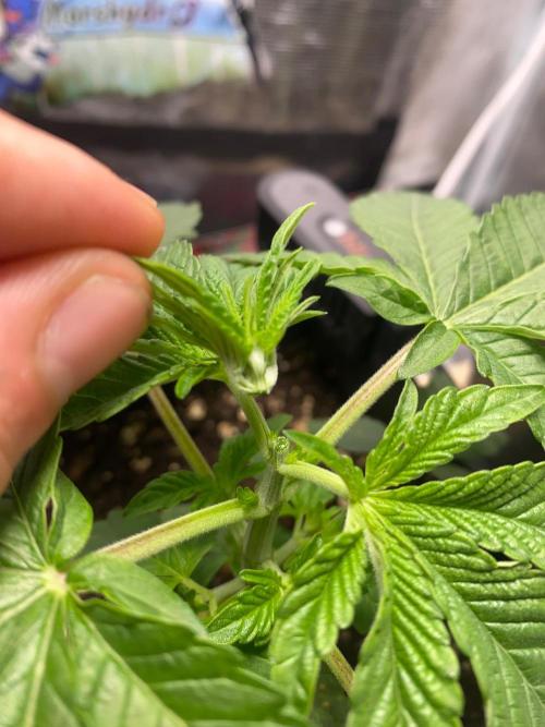 Wizard Trees Voodoo (Little Pheno Hunt). Week 2