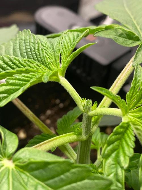 Wizard Trees Voodoo (Little Pheno Hunt). Week 2