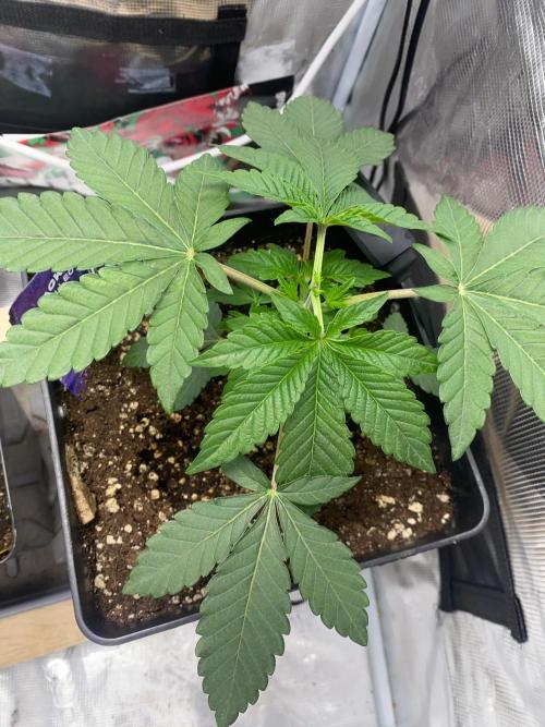 Wizard Trees Voodoo (Little Pheno Hunt). Week 2