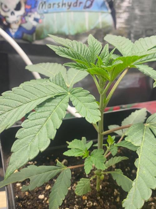 Wizard Trees Voodoo (Little Pheno Hunt). Week 3