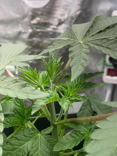 Wizard Trees Voodoo (Little Pheno Hunt). Week 3