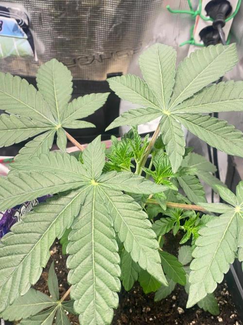 Wizard Trees Voodoo (Little Pheno Hunt). Week 3