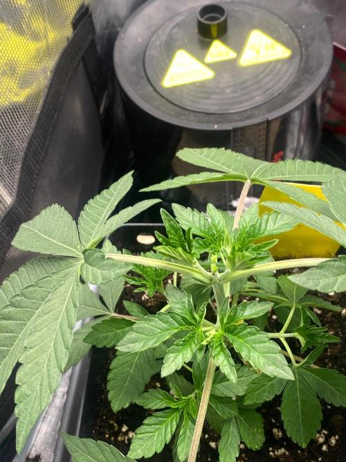 Wizard Trees Voodoo (Little Pheno Hunt). Week 3