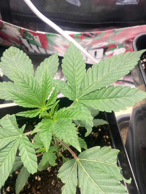 Wizard Trees Voodoo (Little Pheno Hunt). Week 3