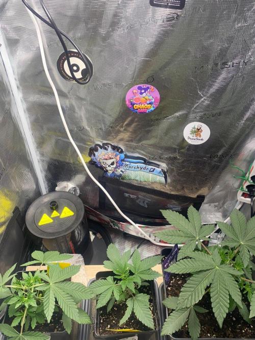 Wizard Trees Voodoo (Little Pheno Hunt). Week 3