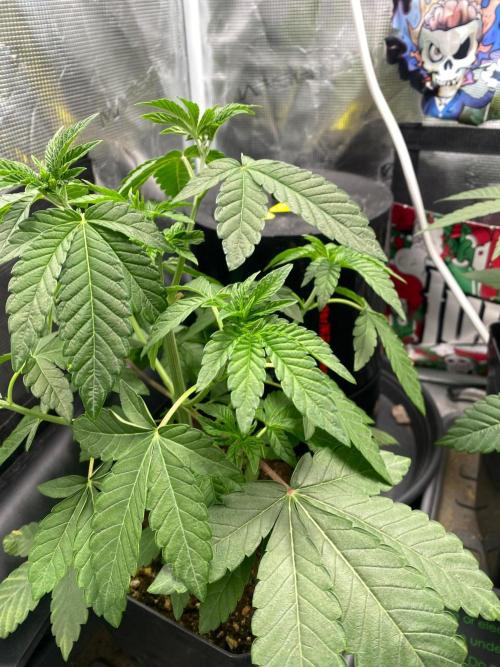 Wizard Trees Voodoo (Little Pheno Hunt). Week 4