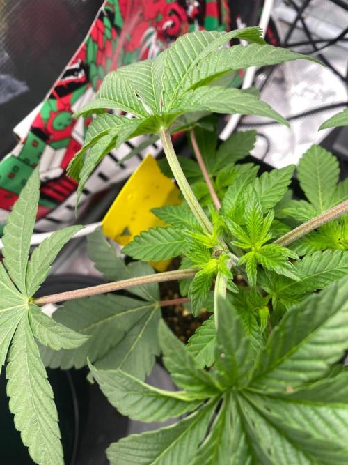Wizard Trees Voodoo (Little Pheno Hunt). Week 4