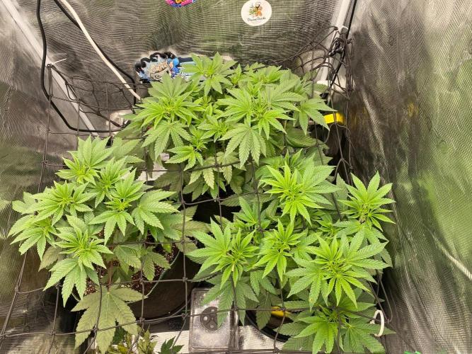 Wizard Trees Voodoo (Little Pheno Hunt). Week 6