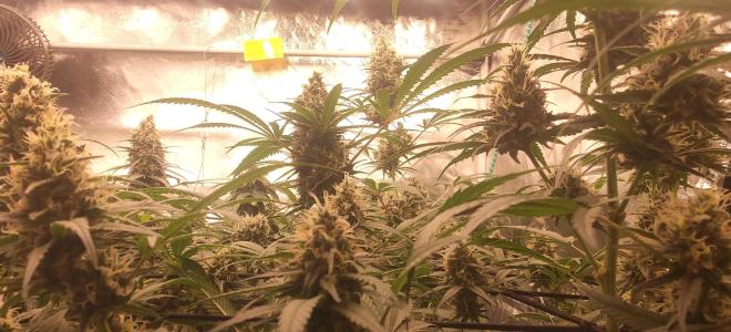 Comment by KevoX_Genetics photo #1