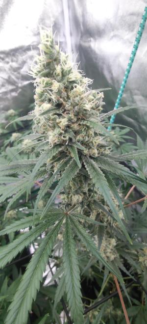 Comment by KevoX_Genetics photo #3