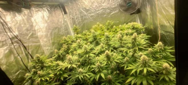 Comment by KevoX_Genetics photo #4