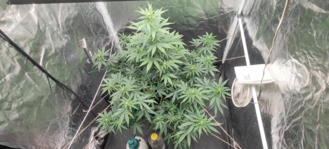 Comment by KevoX_Genetics photo #5