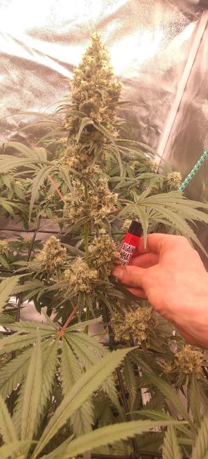 Comment by KevoX_Genetics photo #3