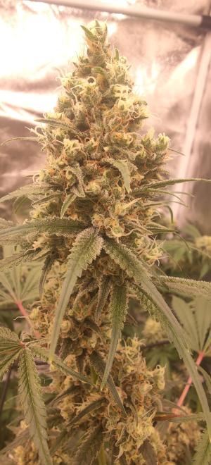 Comment by KevoX_Genetics photo #4