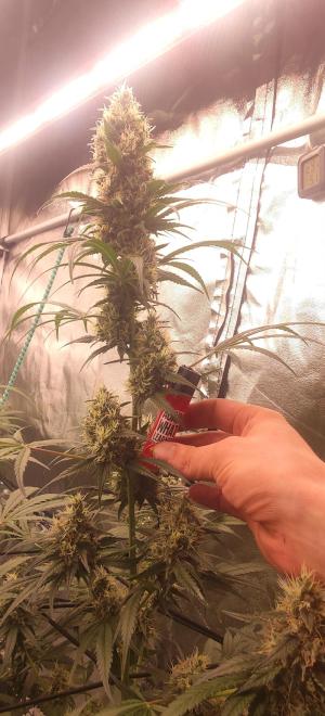 Comment by KevoX_Genetics photo #1