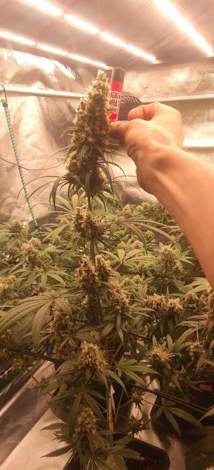 Comment by KevoX_Genetics photo #5