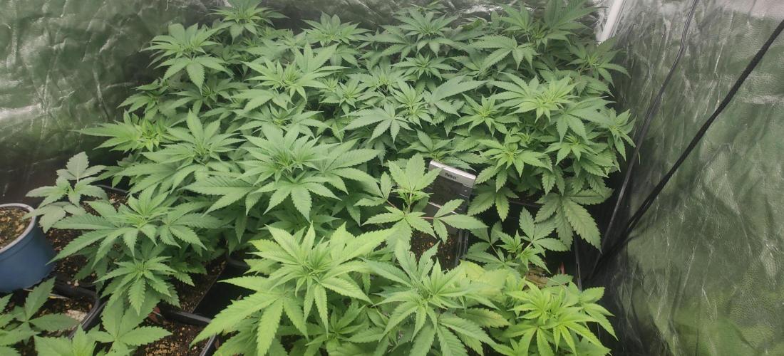 First Diary "Special OG" by KevoX. Week 3