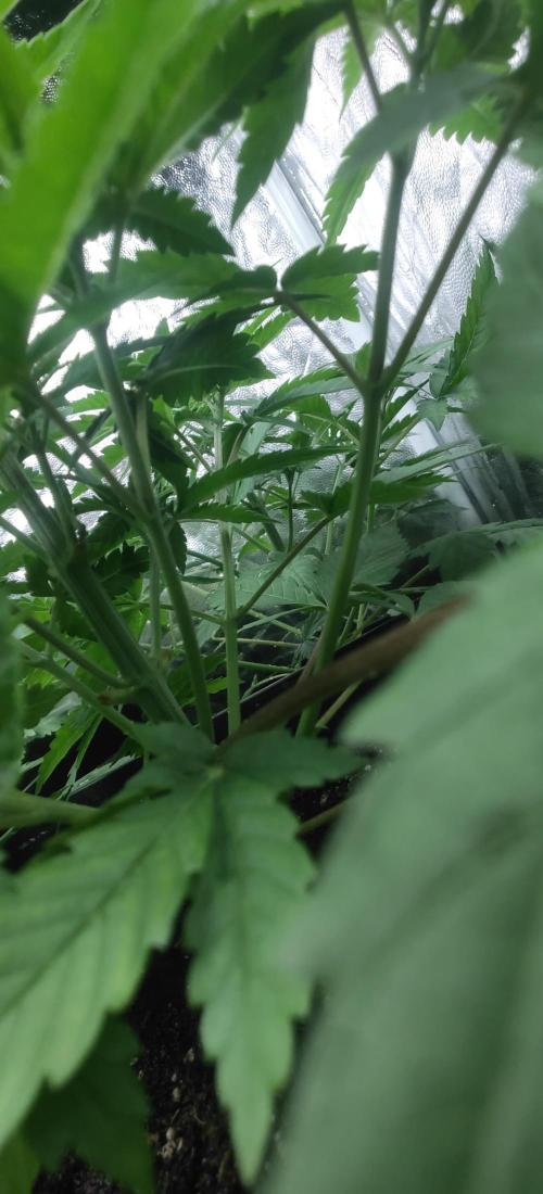 First Diary "Special OG" by KevoX. Week 3