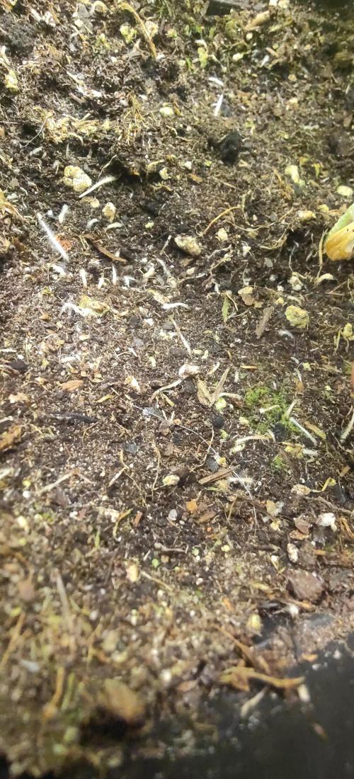 First Diary "Special OG" by KevoX. Week 3