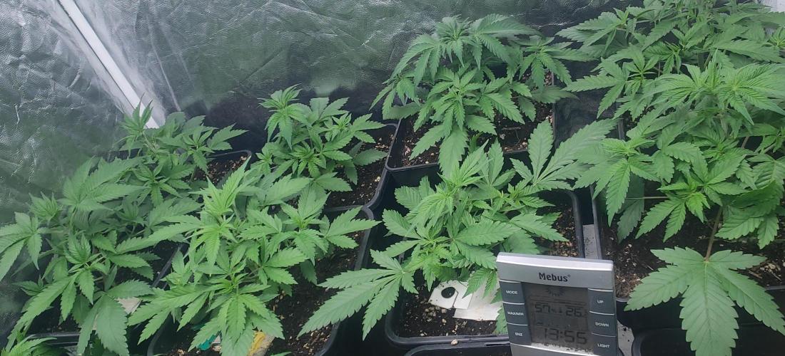 First Diary "Special OG" by KevoX. Week 3