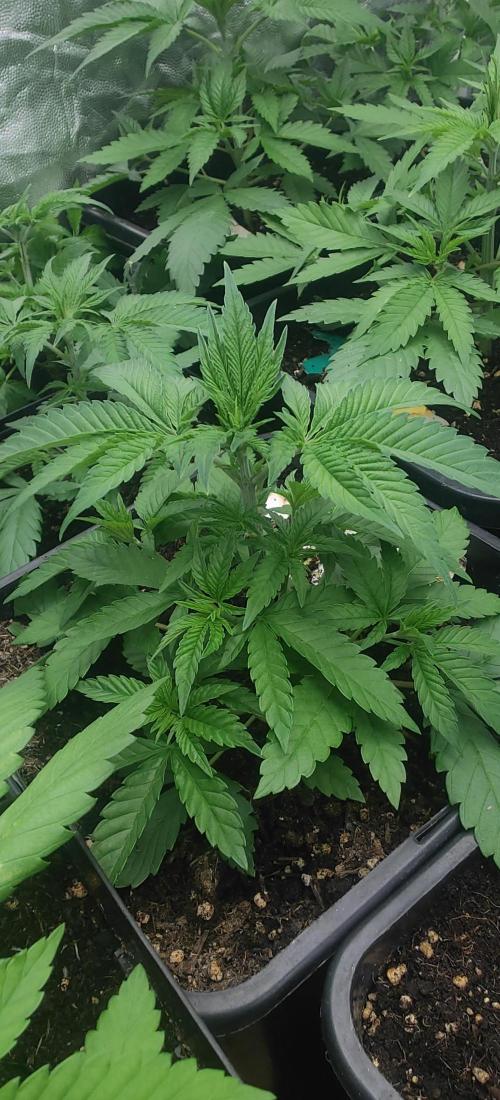 First Diary "Special OG" by KevoX. Week 3