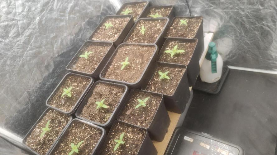 First Diary "Special OG" by KevoX. Week 3