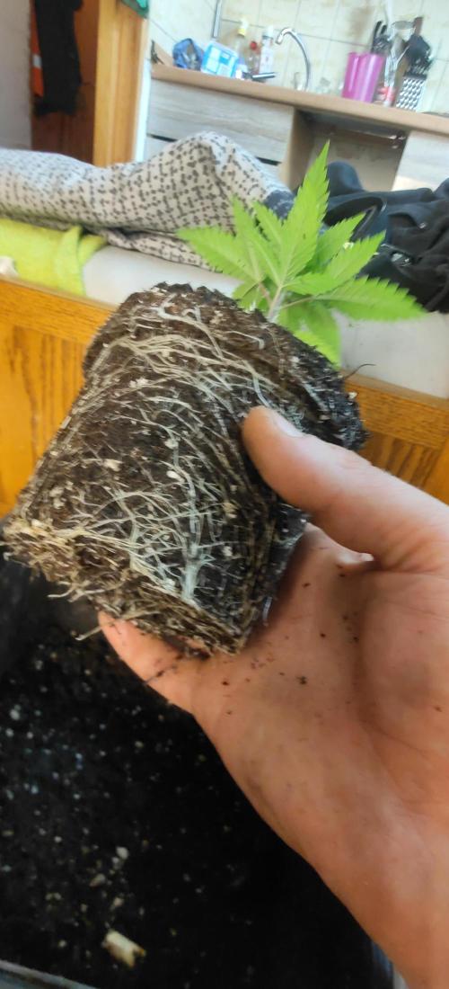 First Diary "Special OG" by KevoX. Week 3