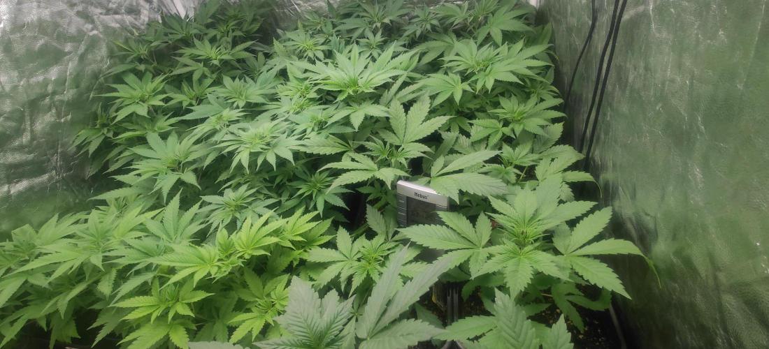 First Diary "Special OG" by KevoX. Week 4 - Circa eine Woche nach dem Letzten Entlauben, wäre es als wäre es nie geschehen. 