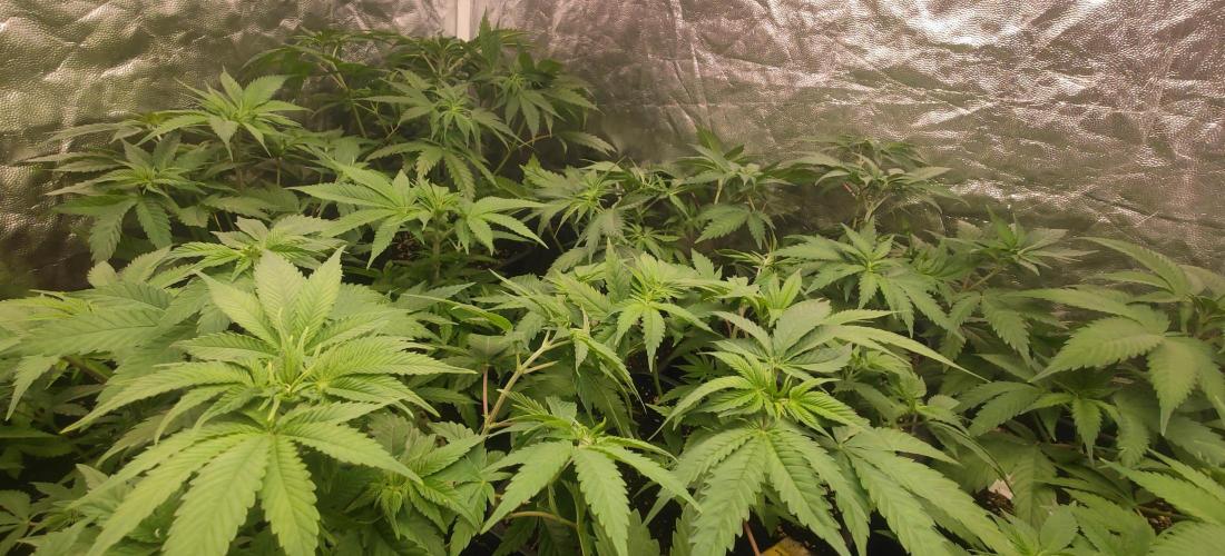 First Diary "Special OG" by KevoX. Week 4 - So sah es direkt nach dem entlauben aus.