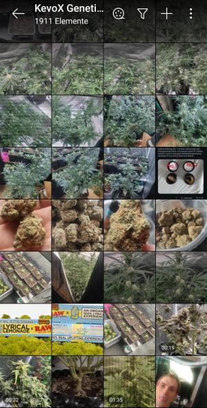 Comment by KevoX_Genetics photo #1