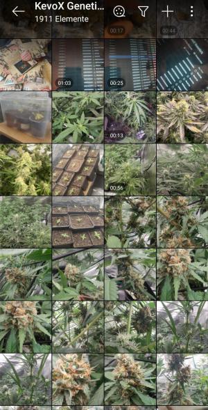 Comment by KevoX_Genetics photo #2